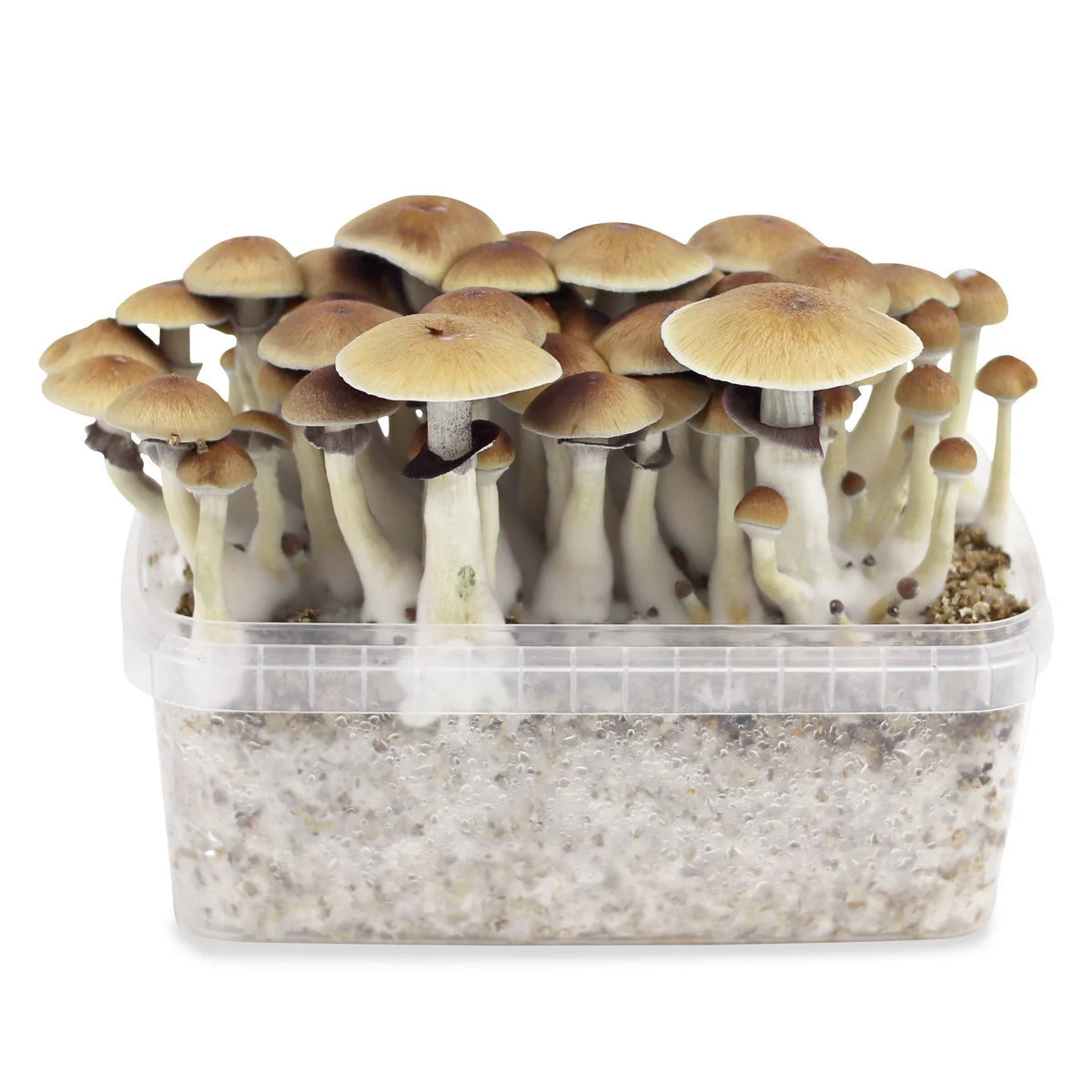 Buy B Plus magic mushrooms