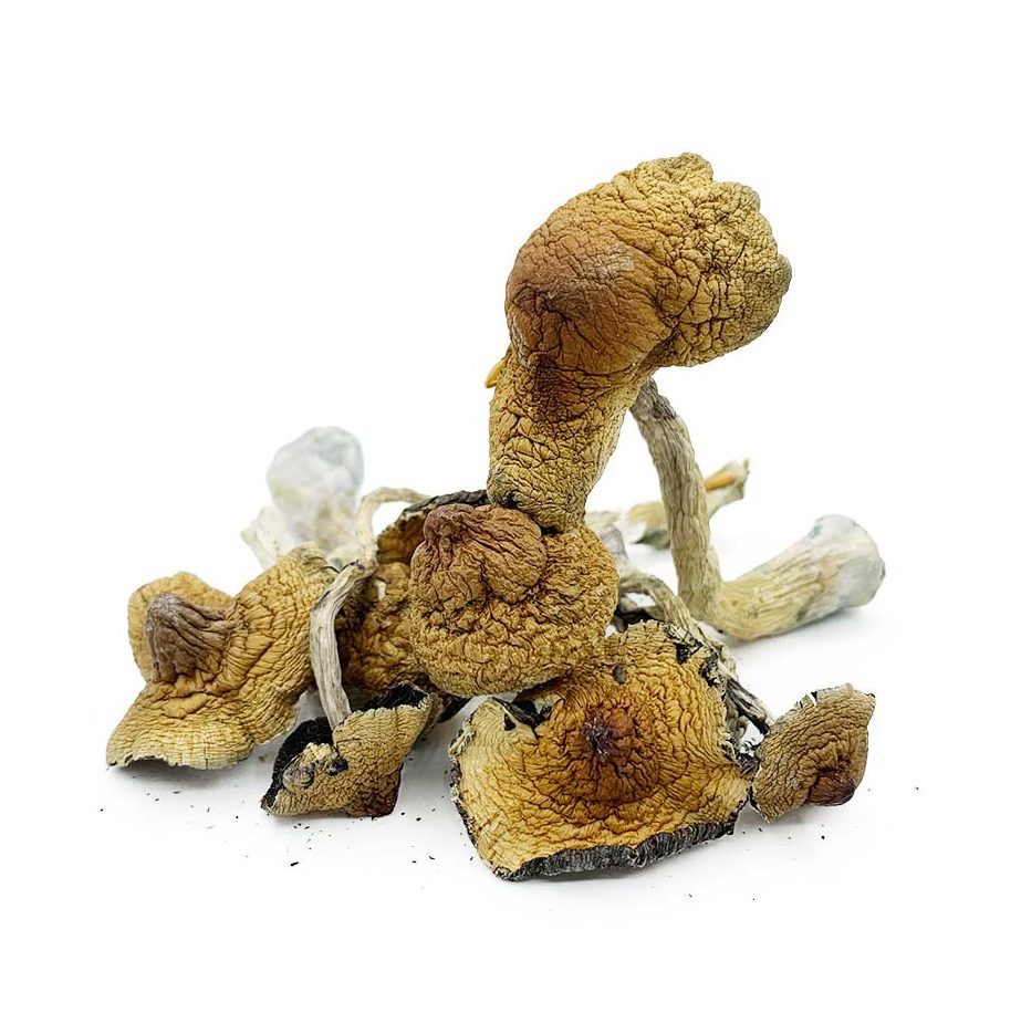 Buy Hawaiian Magic Mushrooms